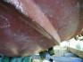 NEPTUNE 550 REMOTORISE HORS BORD